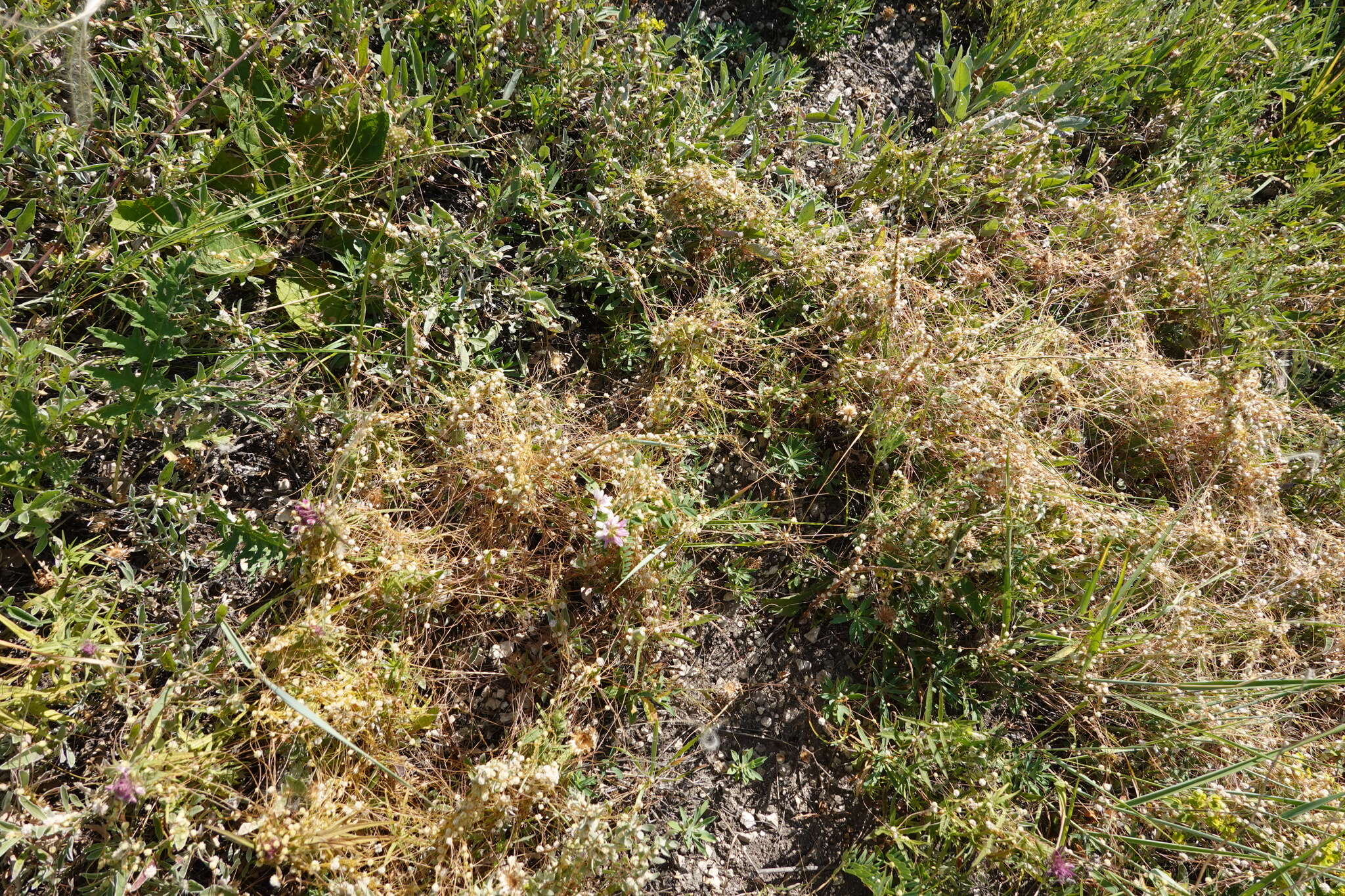 Image of alfalfa dodder