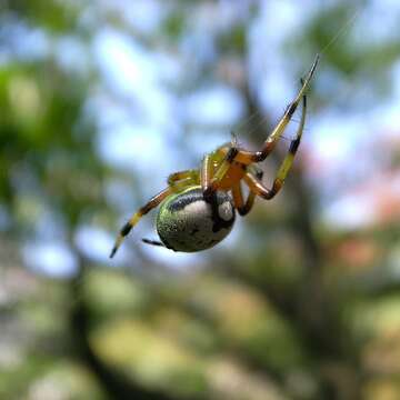 Image of Araneus