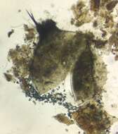 Image of Podospora curvicolla (G. Winter) Niessl 1883