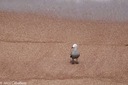 Image of Grey Gull