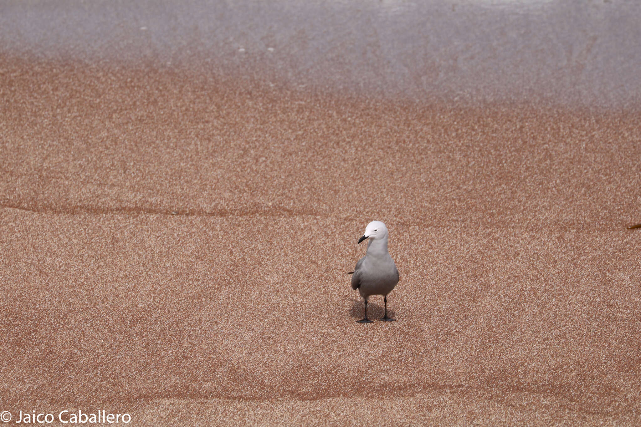 Image of Grey Gull