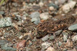 Angaracris barabensis (Pallas 1773) resmi