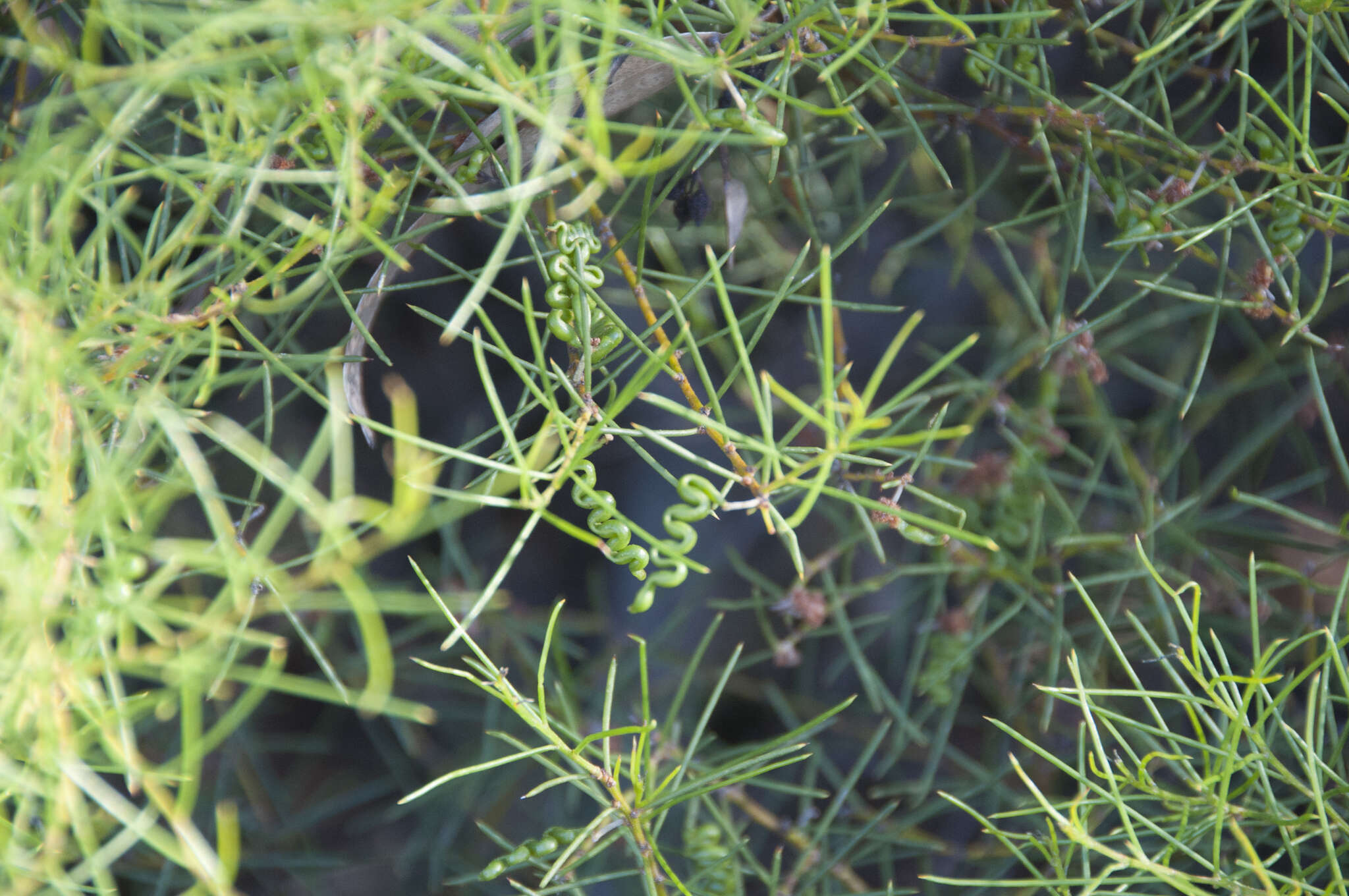 Image of Acacia enterocarpa R. V. Sm.