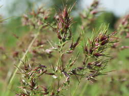 Imagem de Poa bulbosa L.