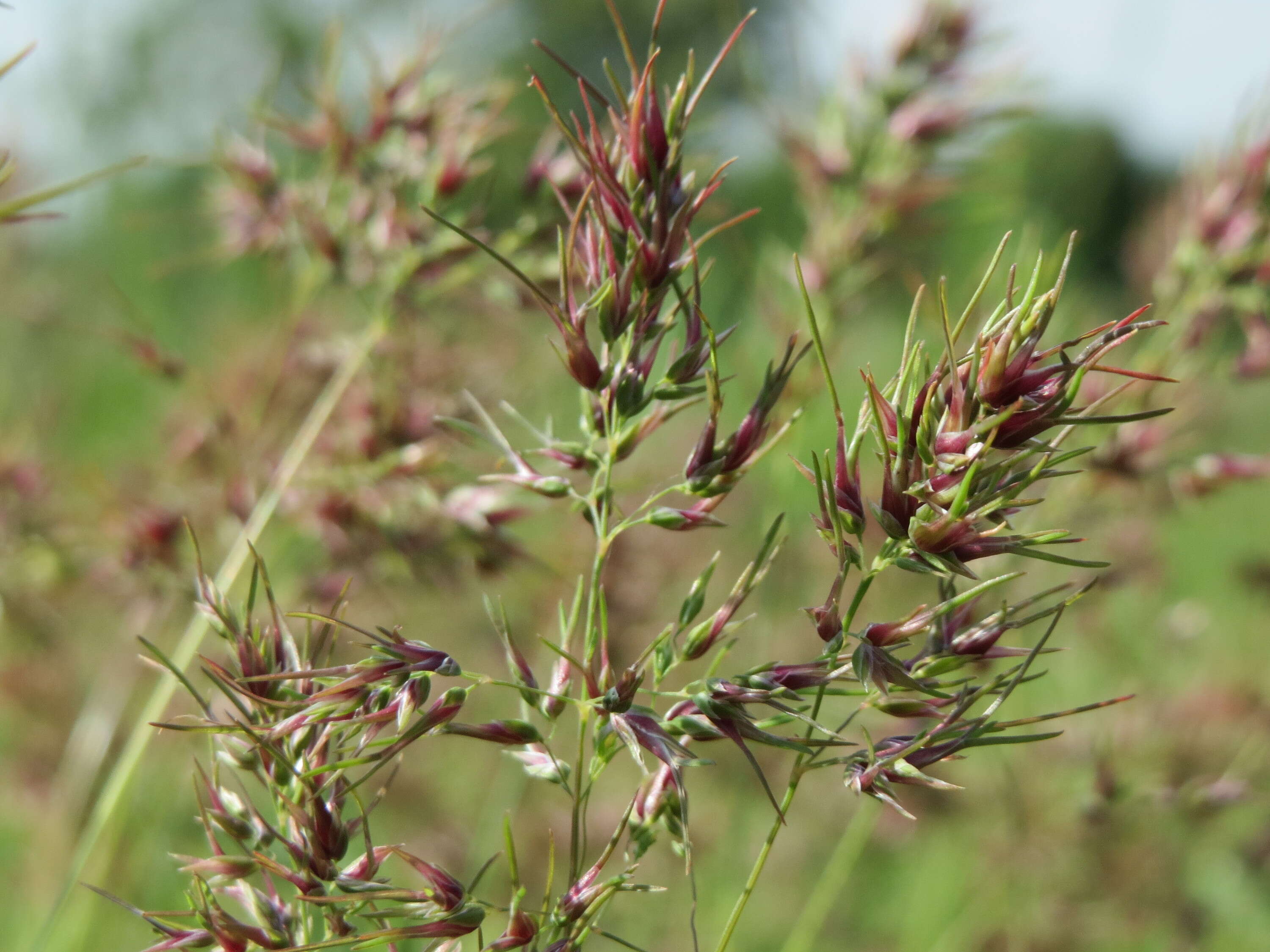 Imagem de Poa bulbosa L.