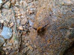 Image of Large bee-fly