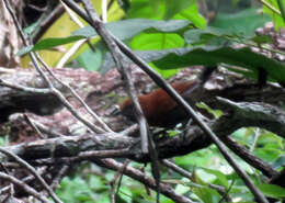 Image of Ruddy Spinetail