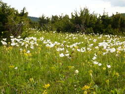 Image of Snowdrop Anemone