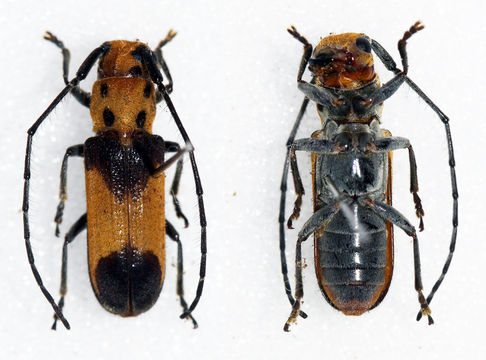 Image of <i>Essostrutha laeta</i> (Newman 1840)