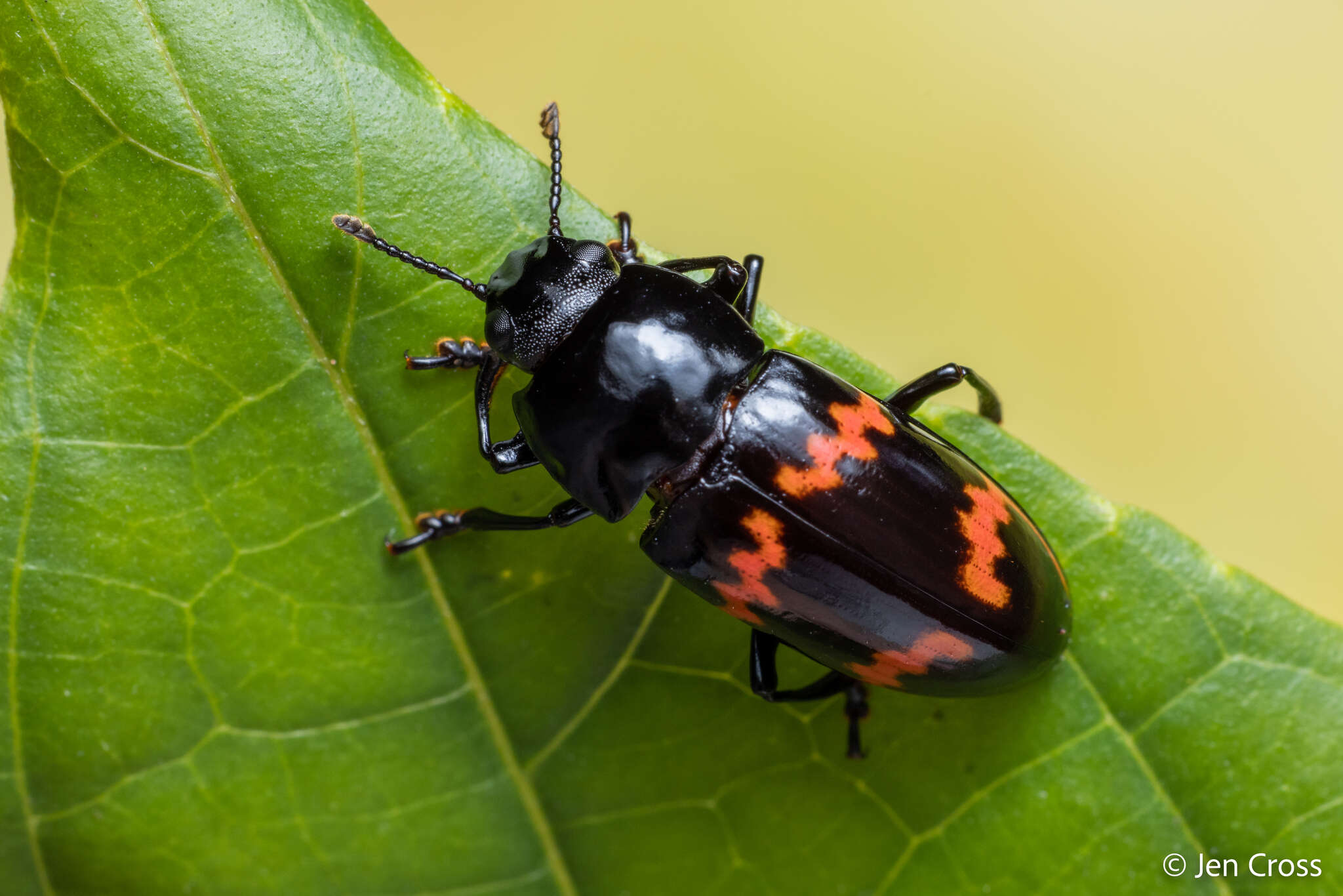 Image of <i>Pselaphacus rubricatus</i> Herbst 1799