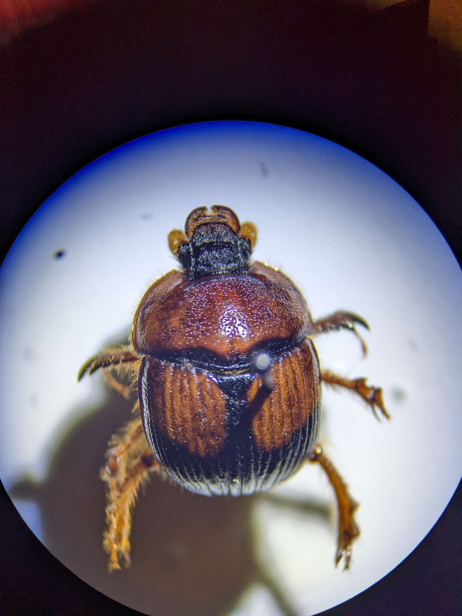 Plancia ëd Bolbocerosoma bruneri Dawson & Mccolloch 1924