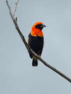 Image of Black-winged Bishop