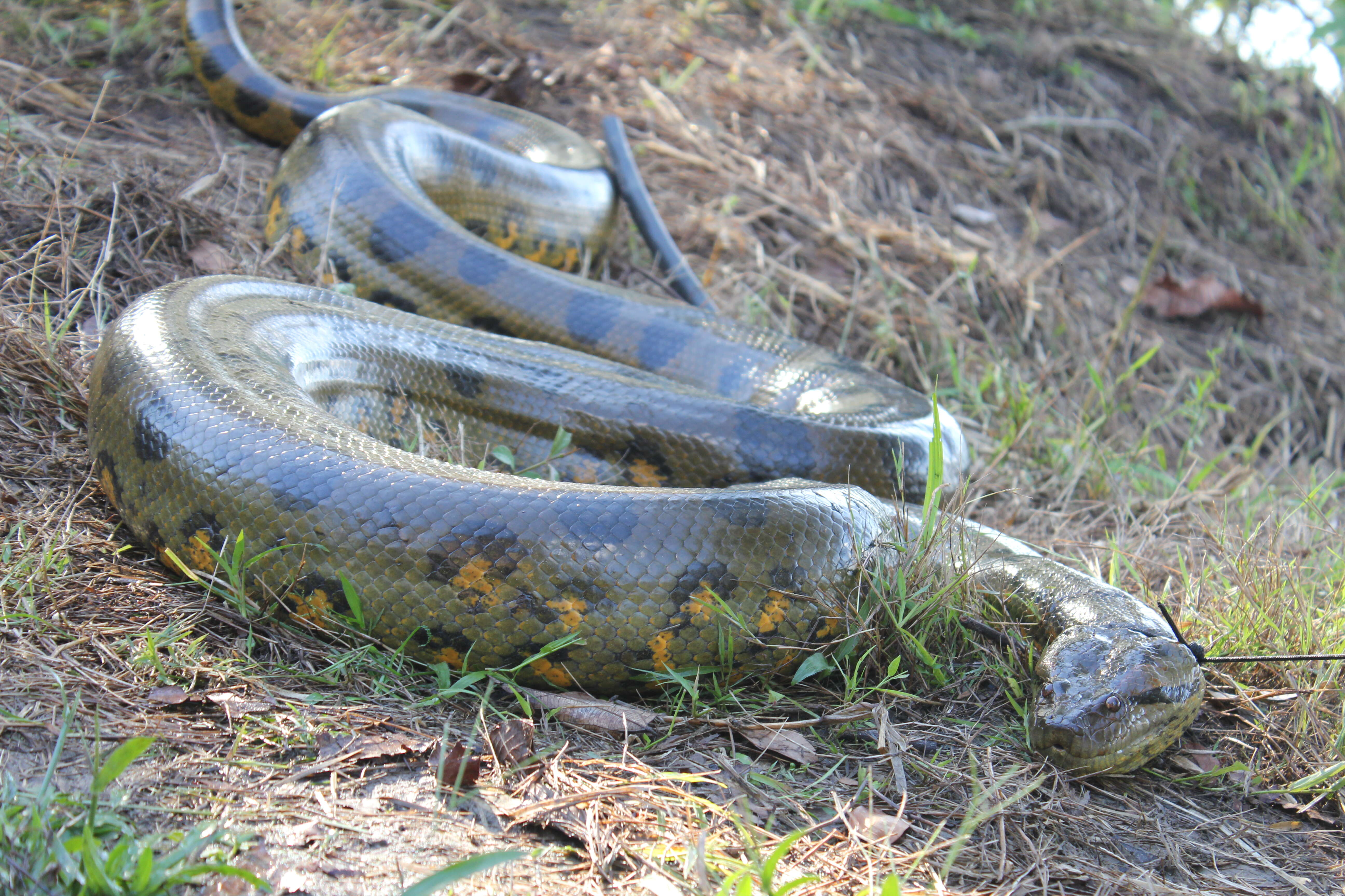 Image of Green anaconda