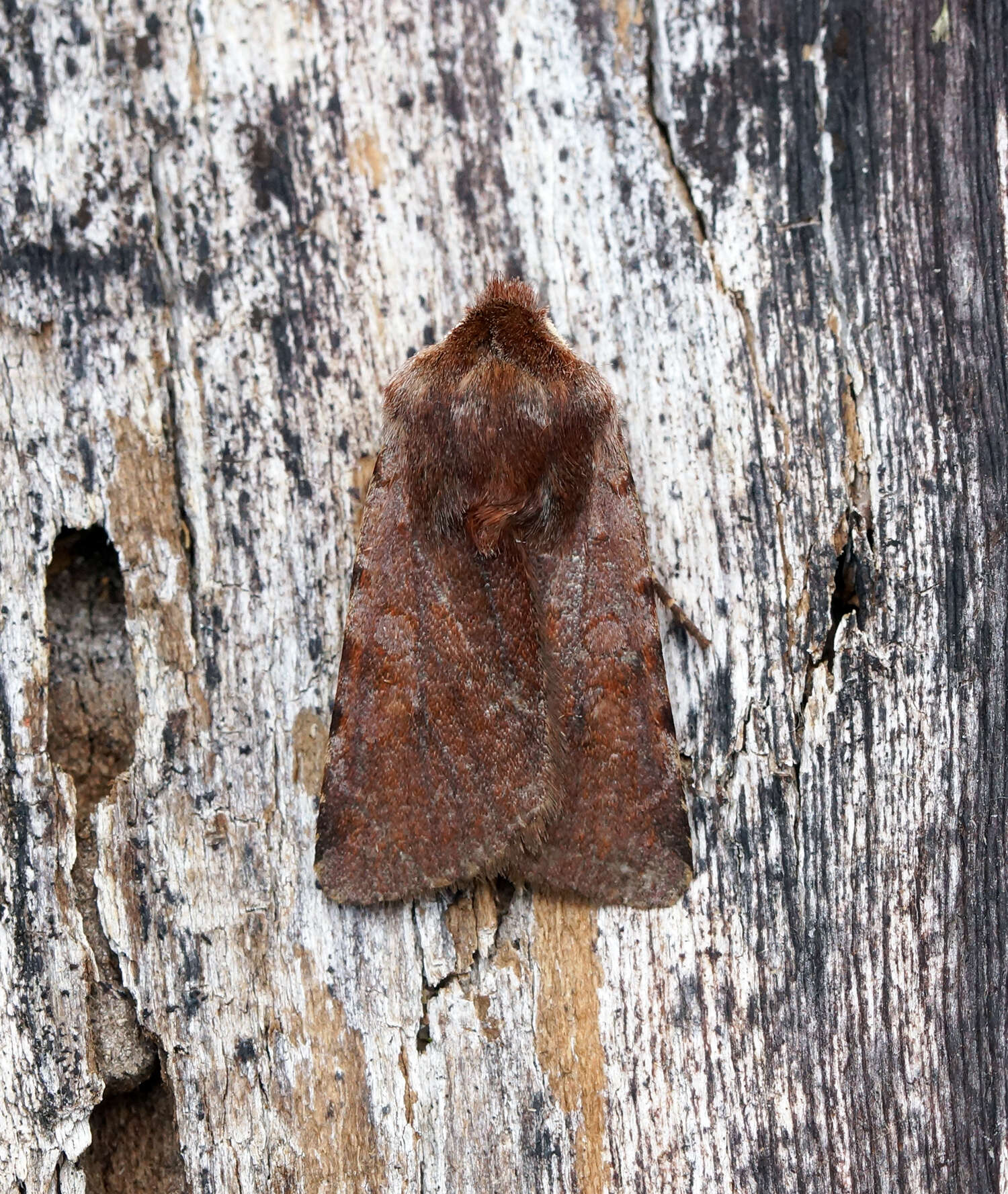 Image of red chestnut