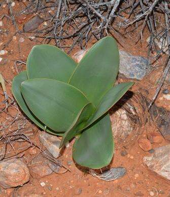 Image of Brunsvigia herrei Leight. ex W. F. Barker