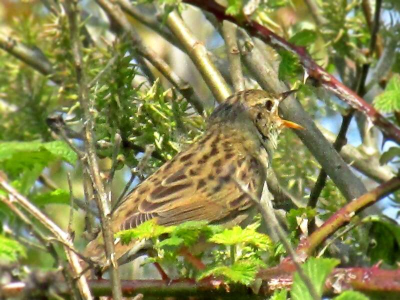 Image of Common Grasshopper Warbler