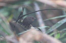 Imagem de Spelaeornis badeigularis Ripley 1948