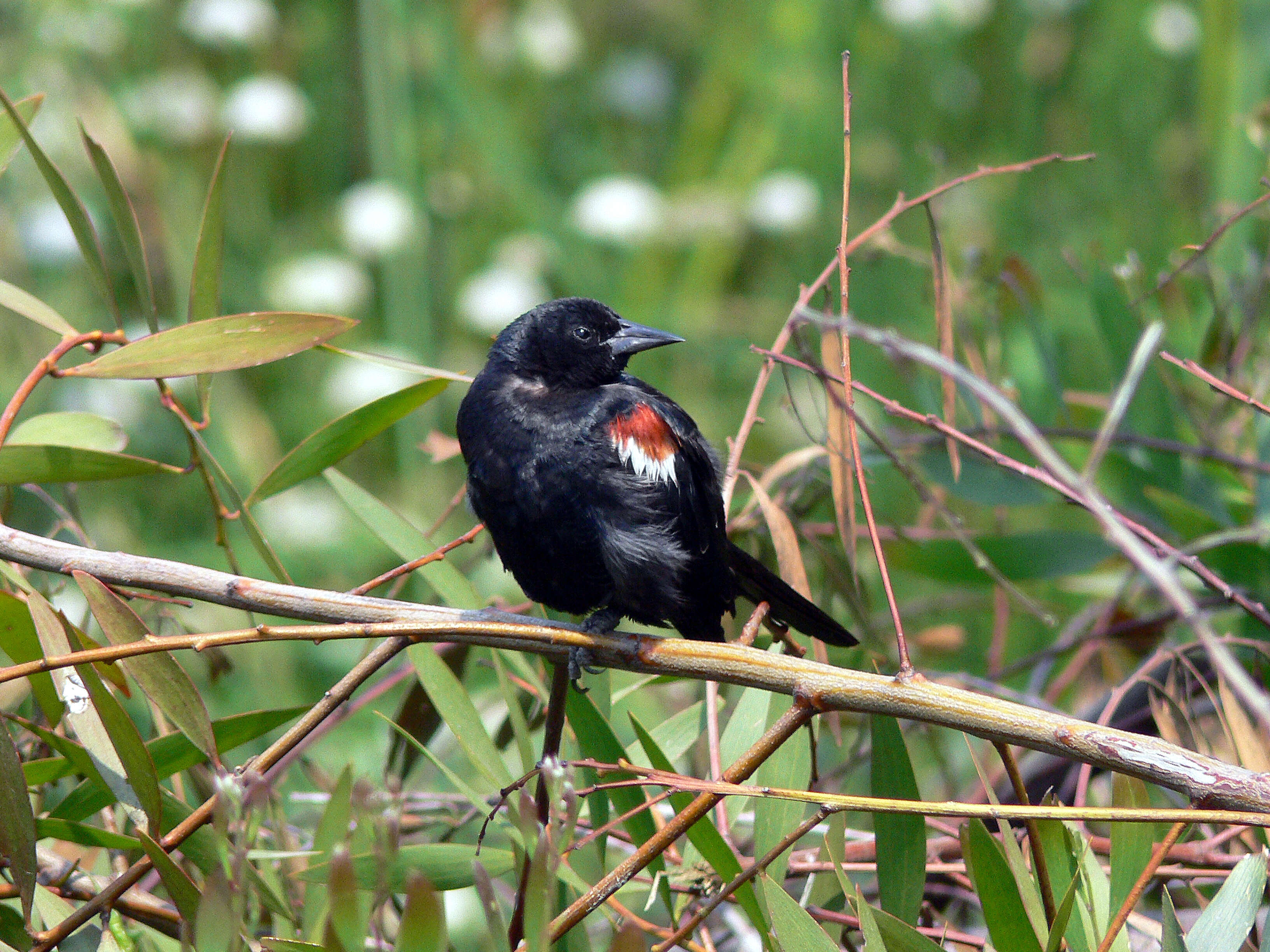 Image of Tricolored Blackbird