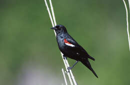 Image of Tricolored Blackbird