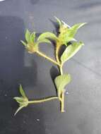 Image of Ipomoea chloroneura Hall. fil.