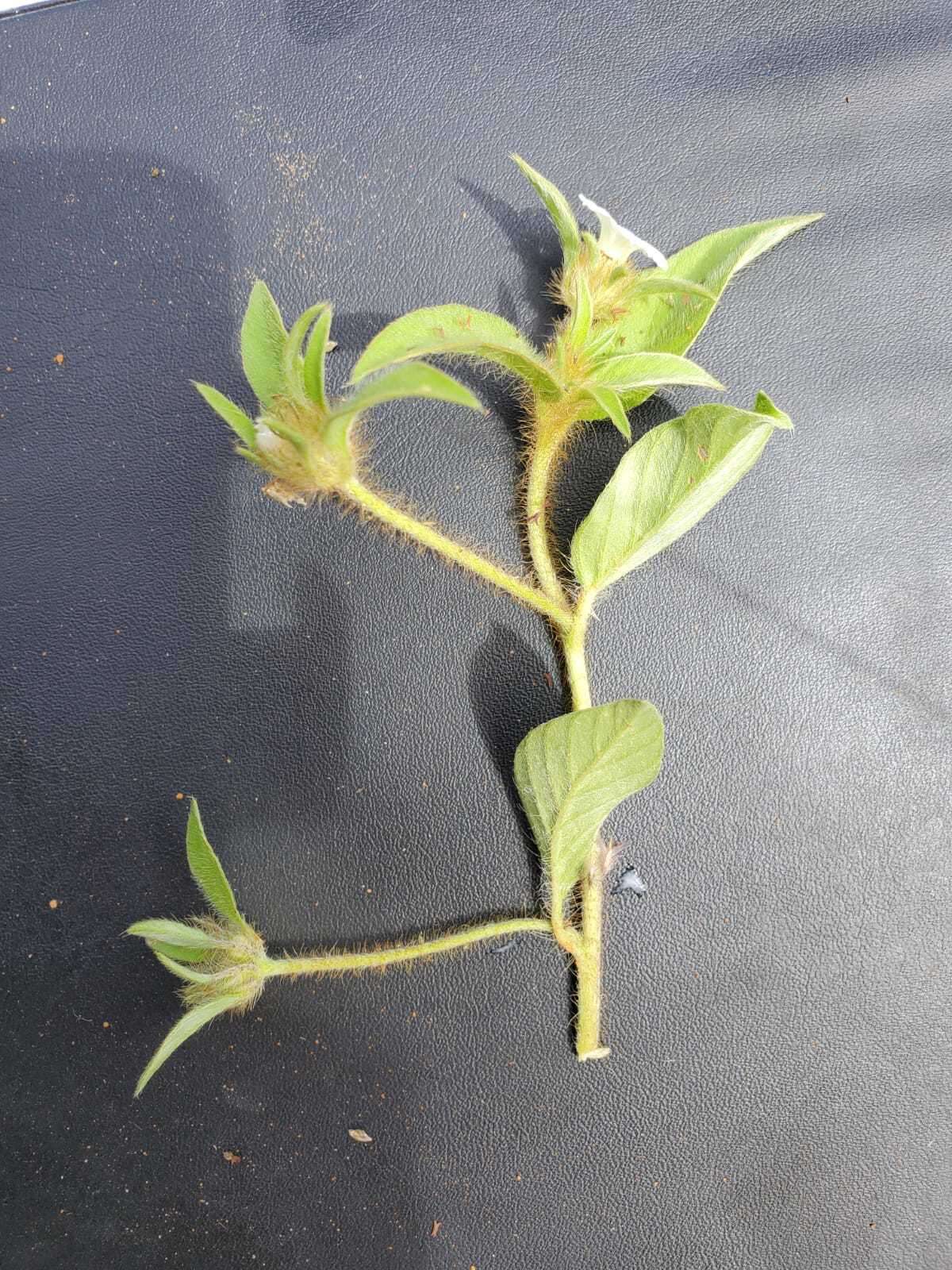 Image of Ipomoea chloroneura Hall. fil.