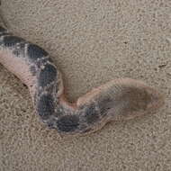 Image of Stoke’s seasnake