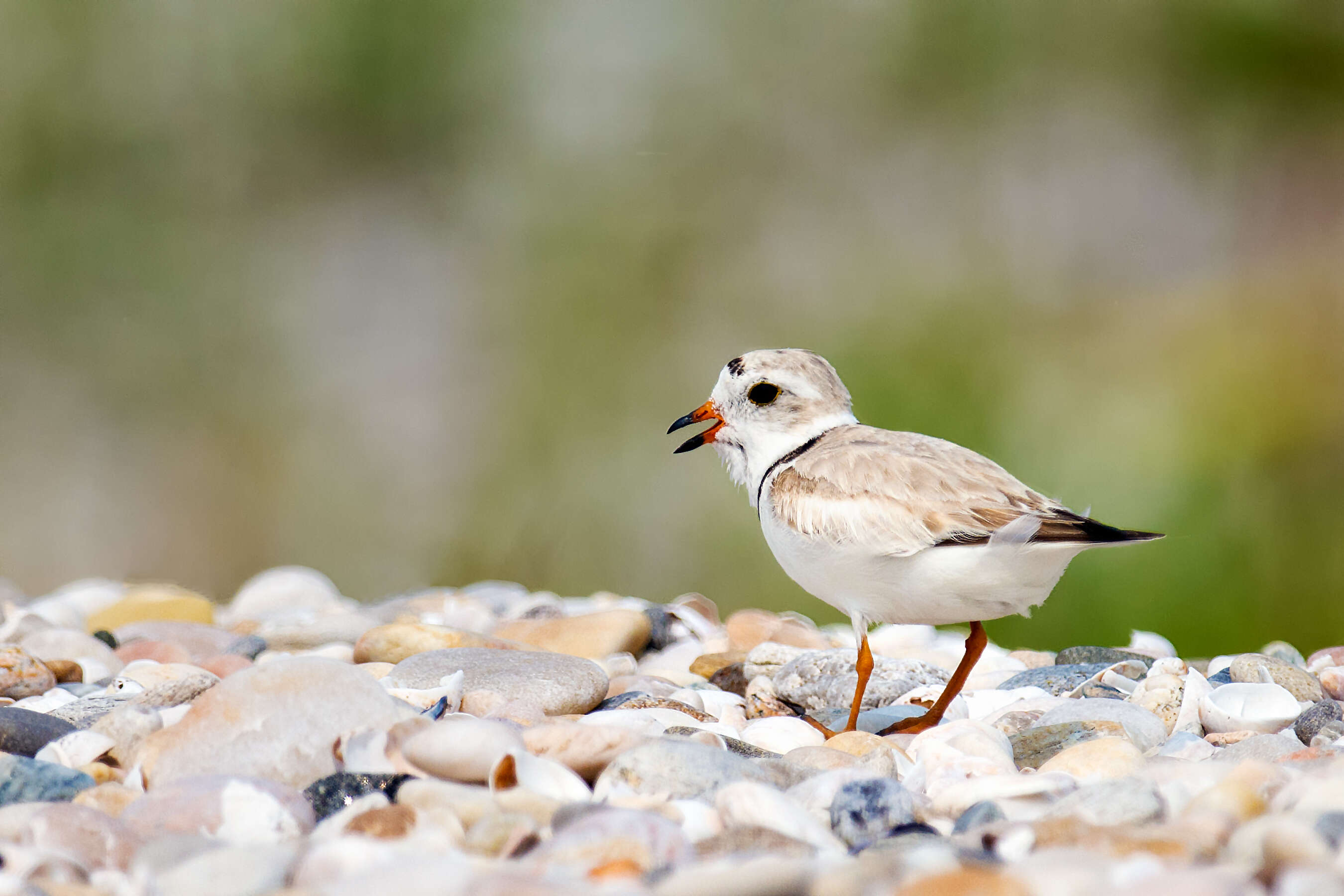 Image of Piping Plover