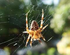 Image of Garden spider