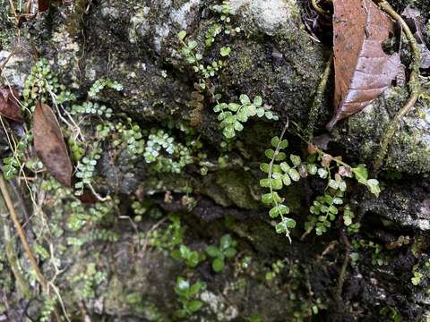 Image of Asplenium dentatum L.