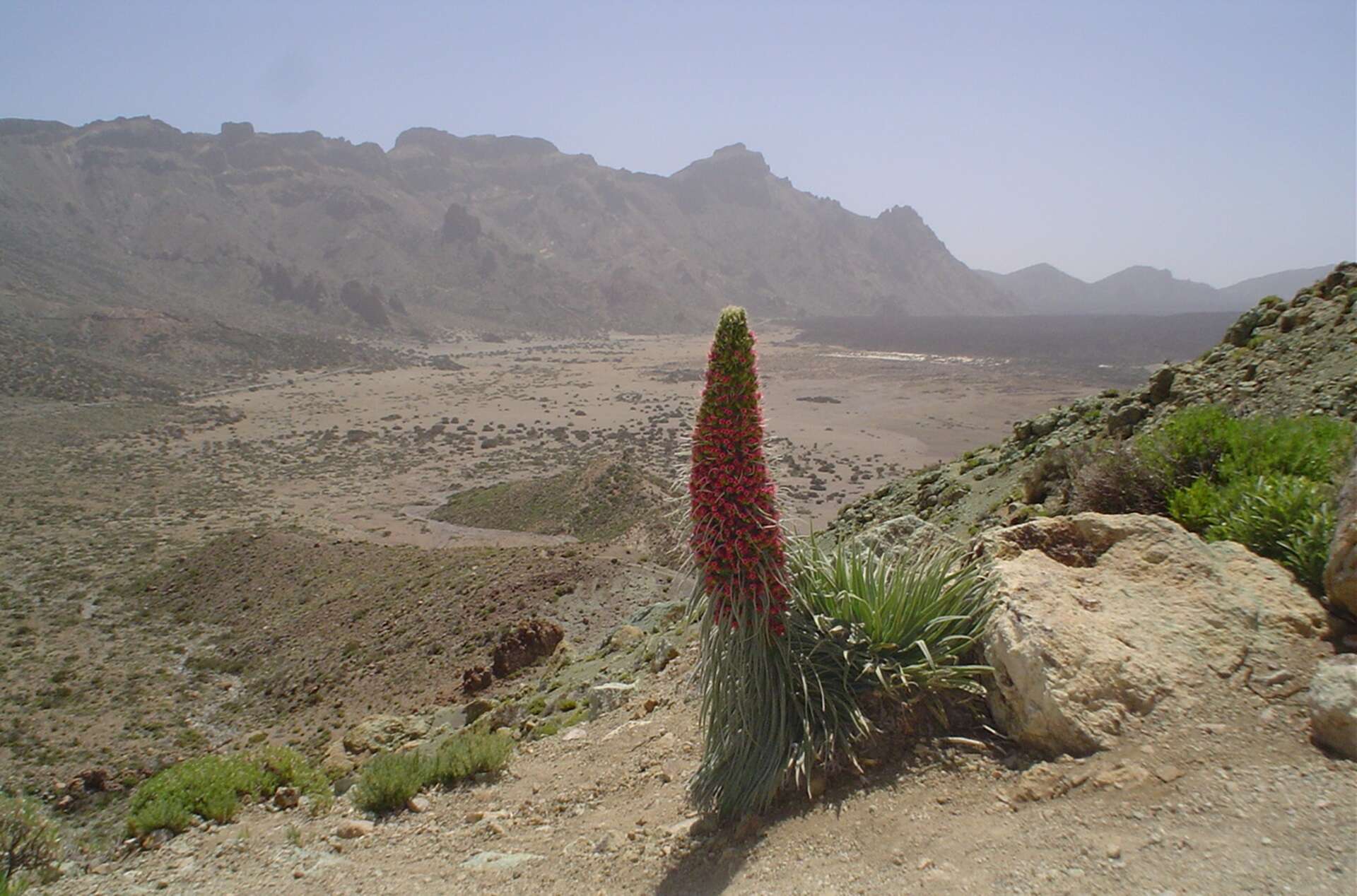 Image of Echium wildpretii H. H. W. Pearson ex Hook. fil.