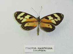 Image of Ithomia iphianassa Doubleday (1847)