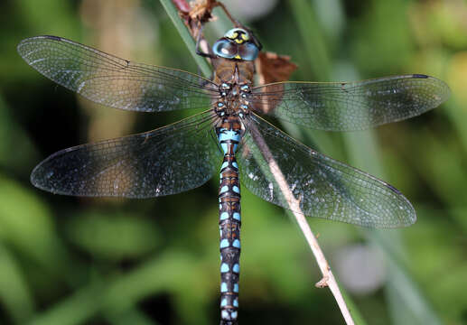 Image of Canada Darner