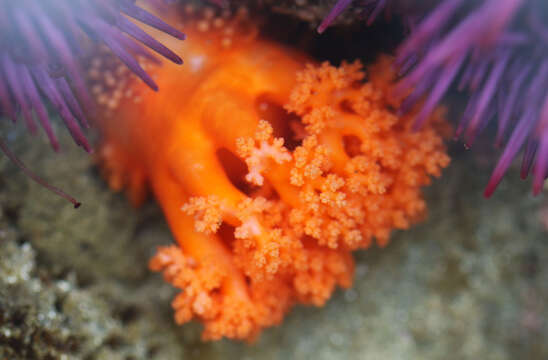 Image of Orange Sea Cucumber