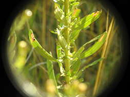 Plancia ëd Galatella sedifolia subsp. rigida (Cass.) Greuter