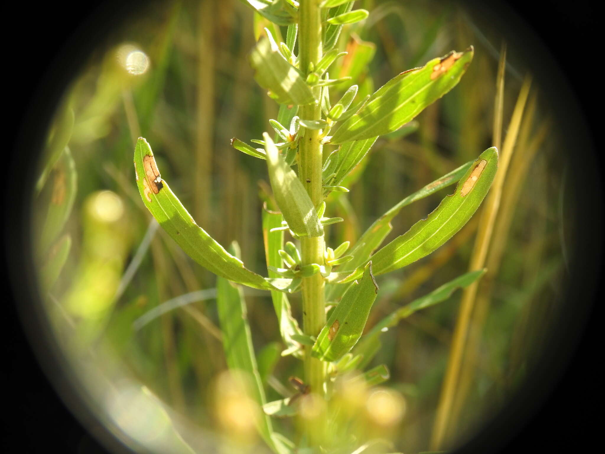 Plancia ëd Galatella sedifolia subsp. rigida (Cass.) Greuter