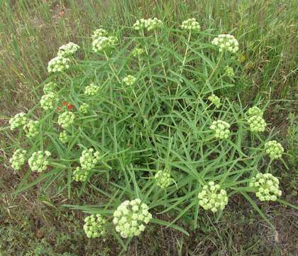 Image of spider milkweed