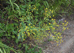 Bupleurum komarovianum O. A. Lincz. resmi