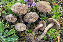 صورة Inocybe impexa (Lasch) Kuyper 1986