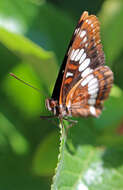 Image of Lorquin's Admiral