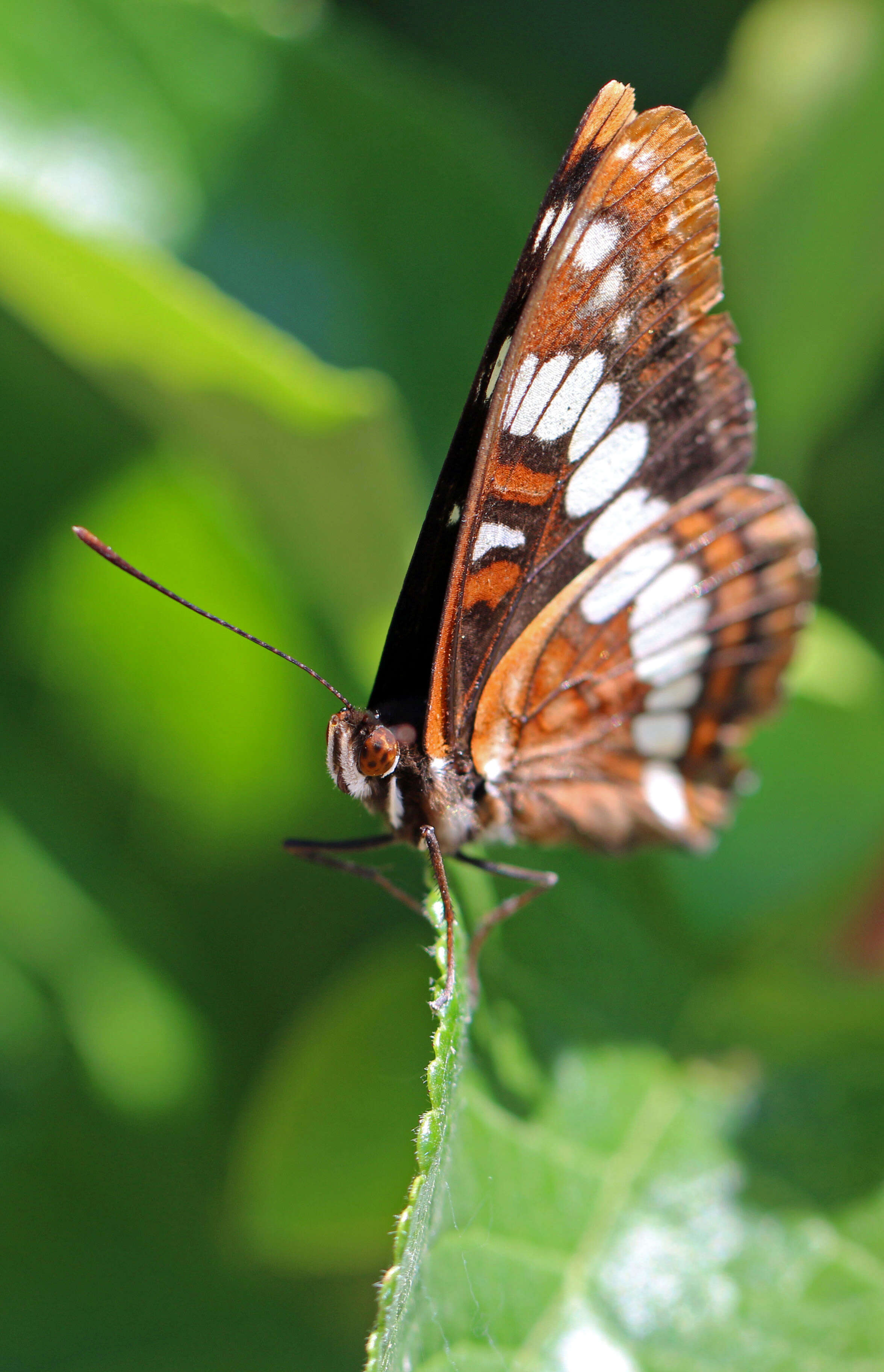 Image of Lorquin's Admiral