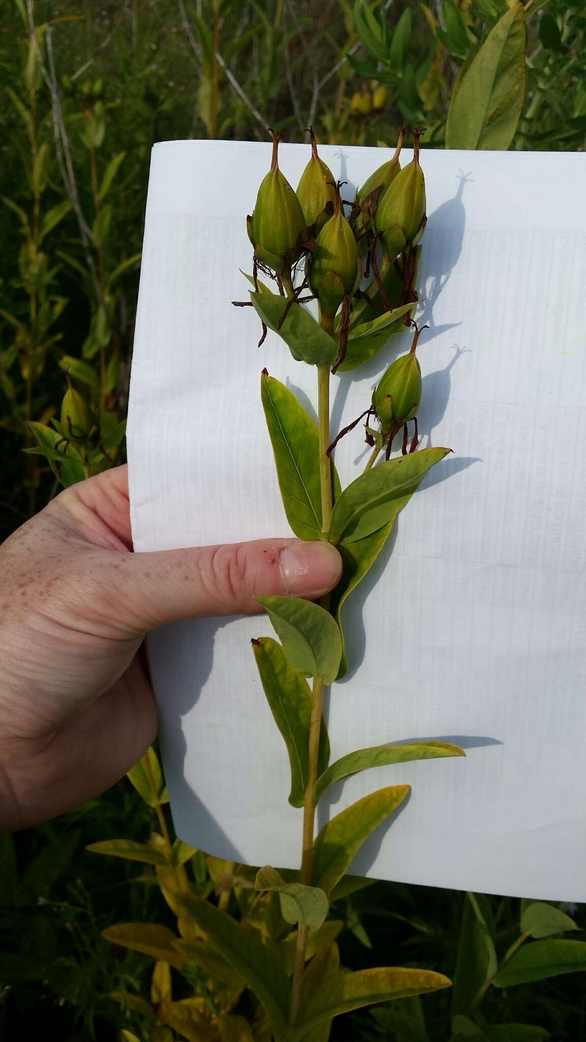 Image of Hypericum ascyron subsp. pyramidatum (Dryand. ex Ait.) N. Robson