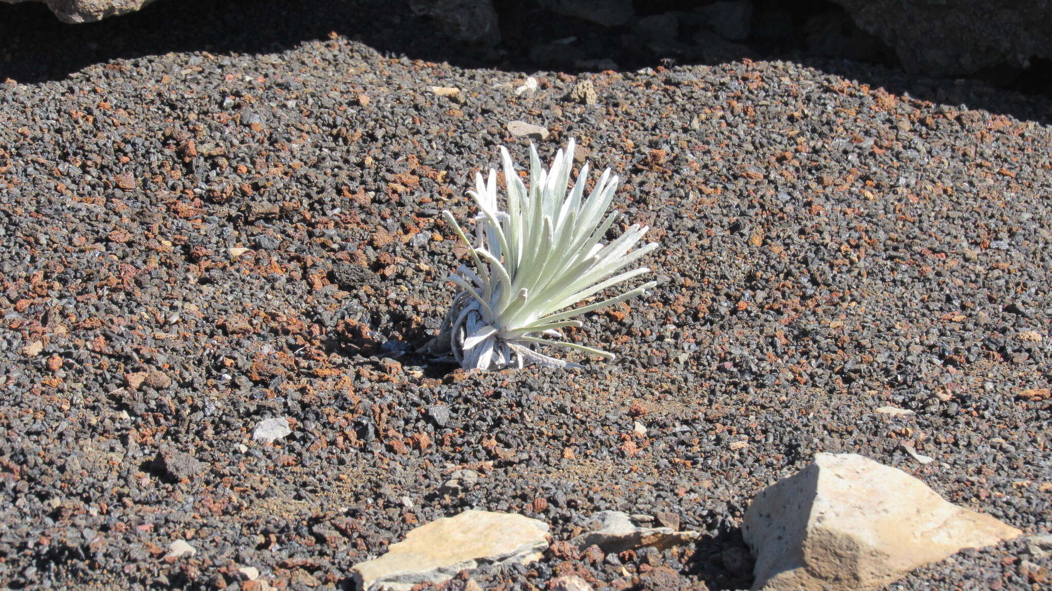 Слика од Argyroxiphium sandwicense subsp. macrocephalum (A. Gray) A. Meyrat