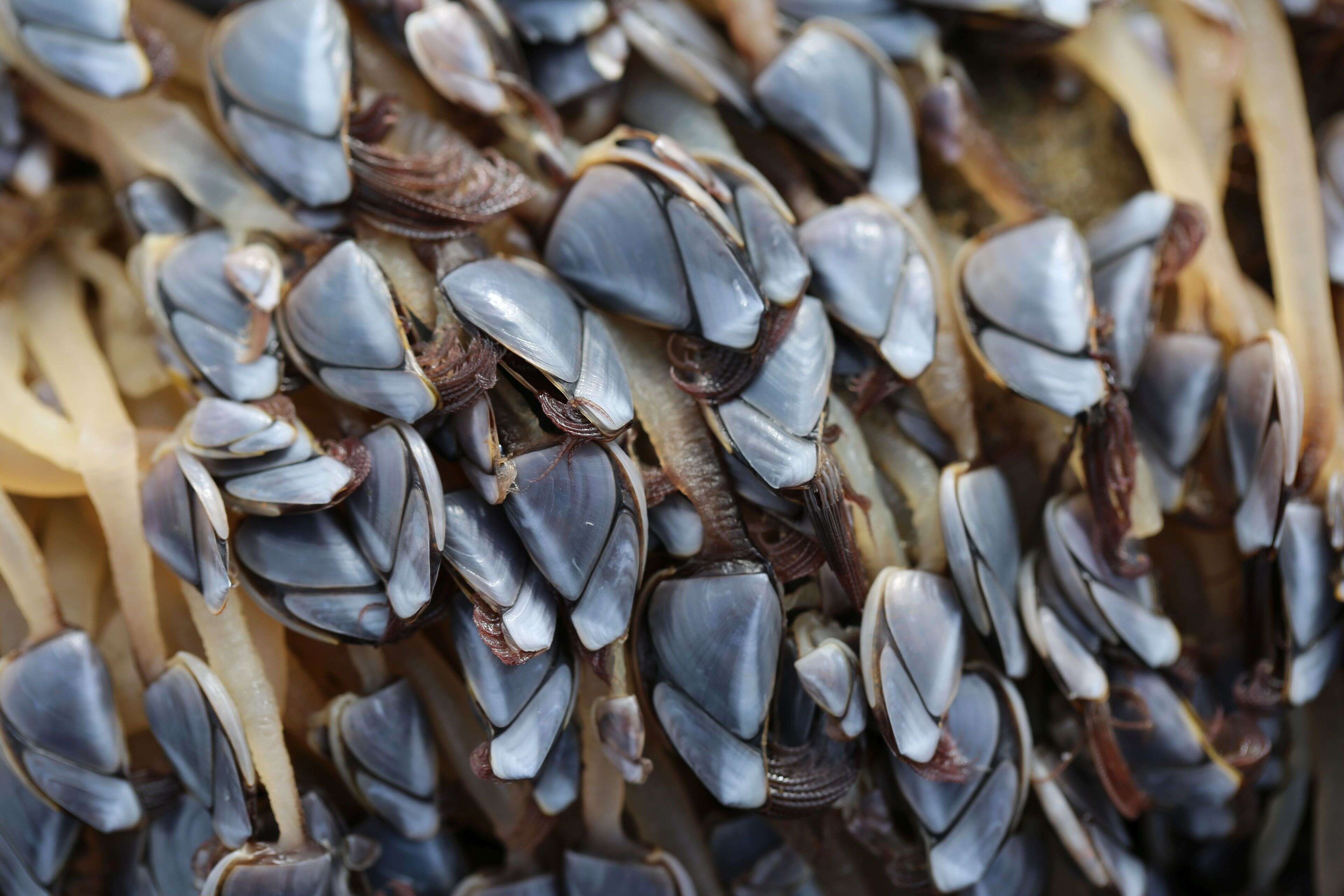 Image of Goose barnacle