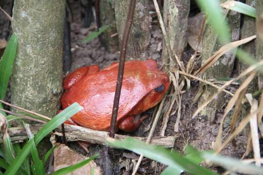 Image of Tomato Frogs