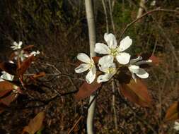 Imagem de Amelanchier neglecta Eggl. ex K. R. Cushman, M. B. Burgess, E. T. Doucette & C. S. Campb.