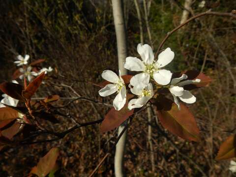 Image of serviceberry