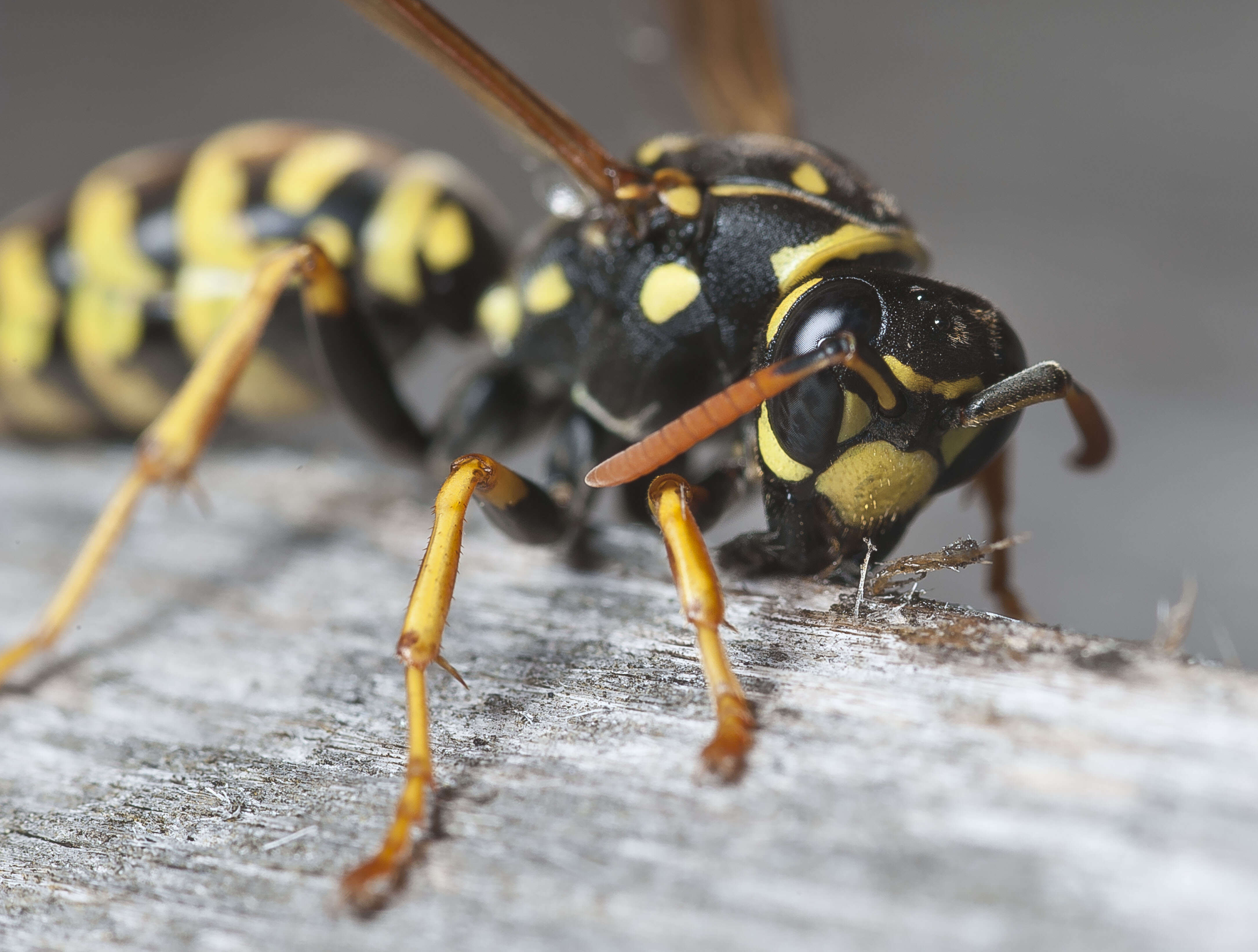 Image of European Paper Wasp