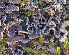 Image of Powdery kidney lichen