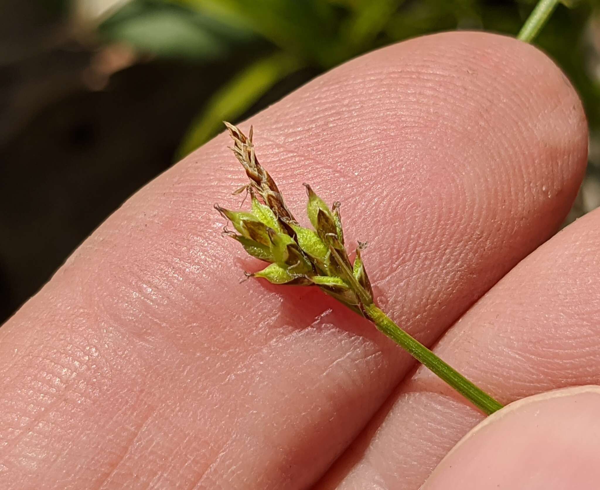 Image of Peck's sedge