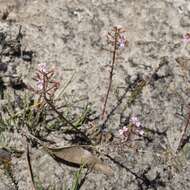 Image of Stylidium assimile R. Br.